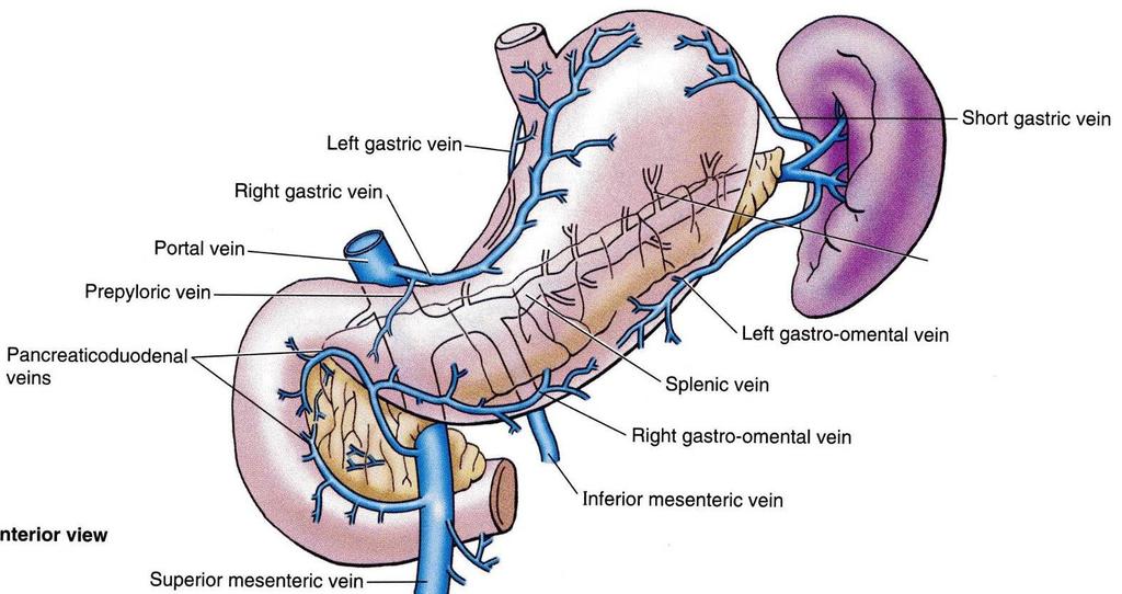 VEINS All of them drain into the portal circulation. The right and left gastric veins drain directly in the portal vein.