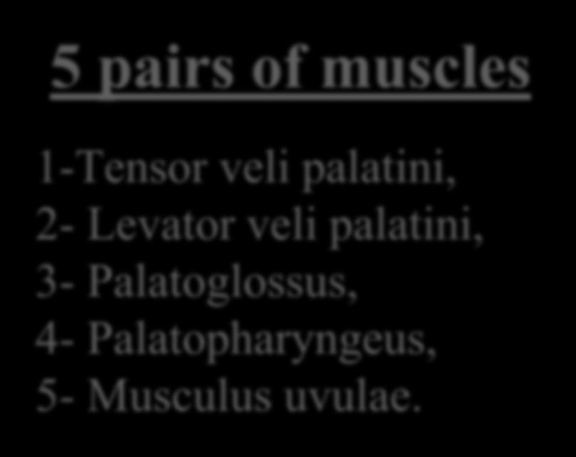 MUSCLES OF THE SOFT PALATE 5 pairs of muscles 1-Tensor veli palatini, 2-