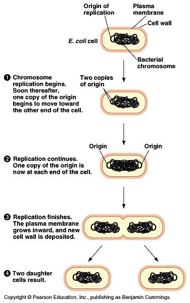 Chemical are needed to regulate the cell cycle. They act as and tell the cell to go or stop dividing. For example, cells only divide when a wound needs to be repaired.