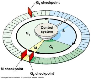 It determines if a cell will get the go signal or be switched to an inactive / state. Now let s analyze how the G 2 checkpoint works, taking a cell from G 2 to mitosis. (cyclin-dependent kinases) are.