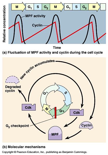 When Cdk comes together with cyclin, this complex together is called (M-phase Promoting Factor). This activates the passage from the checkpoint into the phase.