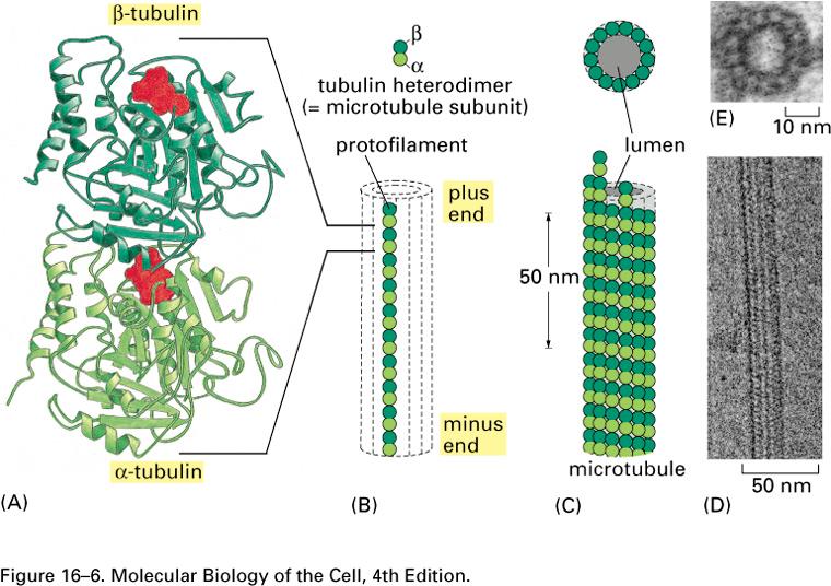 Microtubule Structure Microtubules are polymers made of 2 tubulin proteins α and β.