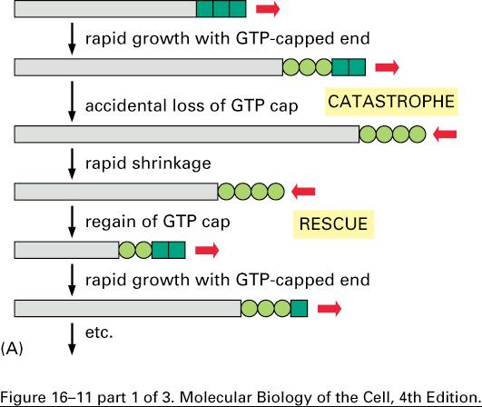 Microtubule Assembly Dynamic instability involves GTP binding and hydrolysis by beta tubulin Beta tubulin in heterodimer can be bound to GTP or GDP
