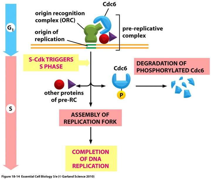 S-Cdk triggers DNA replication - its