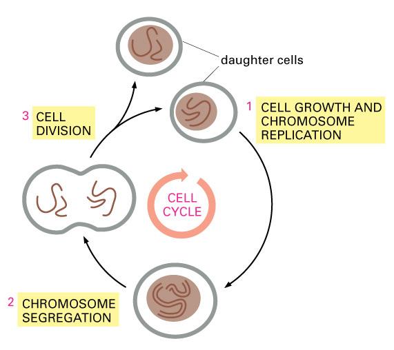 The cell cycle: cells