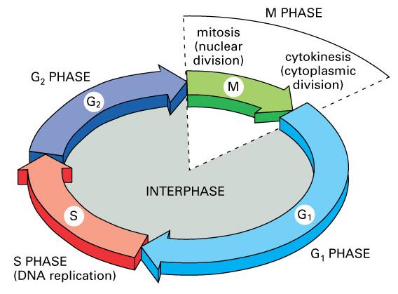 The cell cycle may be