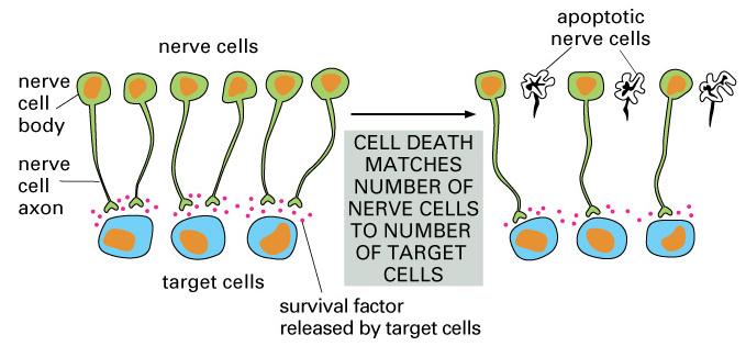 Survival factors mediate essential cell