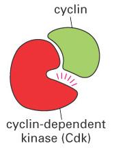 Cyclin-dependent protein kinases drive progression through the cell cycle Cyclin-dependent kinases (Cdks) are inactive