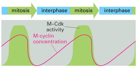 Cellular levels of (mitotic) M-cyclin rises and falls during the cell cycle M-cyclin levels are low during interphase but