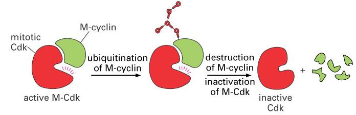 The abundance of cyclins (and the activity of Cdks) is regulated by protein degradation M-cyclin becomes covalently modified by addition of multiple copies of ubiquitin at