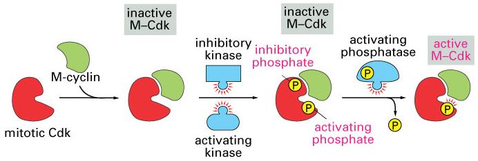 Cdks are also regulated by cycles of