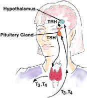 Relationship between TSH and thyroid hormones Small changes in T4/T3 result in large changes in TSH ATA and AACE guidelines recommend checking all three if pre-test