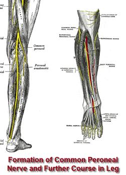 Nerve Injury Common peroneal nerve: ~25% (10-40%) Tethered at