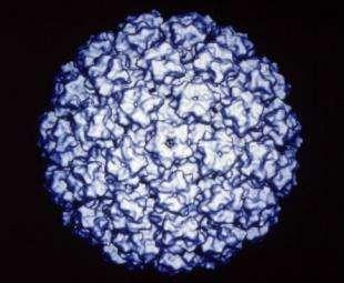 HPV Vaccines Recombinant L1 capsid proteins that form virus-like particles (VLP) Non-infectious and