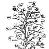 Classification of cholangiocarcinoma: Peripheral intrahepatic Hilar Extrahepatic ducts site of origin Evolutionary tree lumper or splitter 40%
