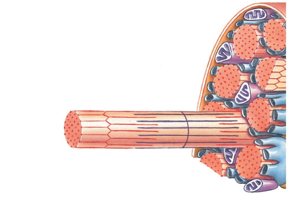 Figure 10-3 The Structure of a Skeletal Muscle Fiber