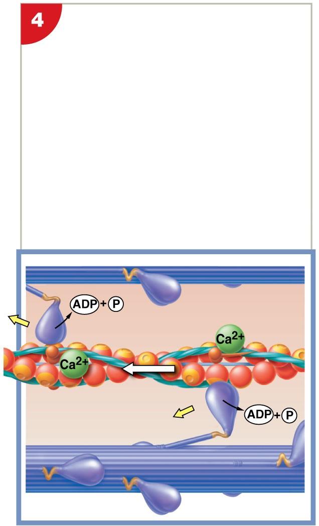 Figure 10-12 The Contraction Cycle Myosin Head Pivoting After cross-bridge formation, the energy that was stored in the resting state is released