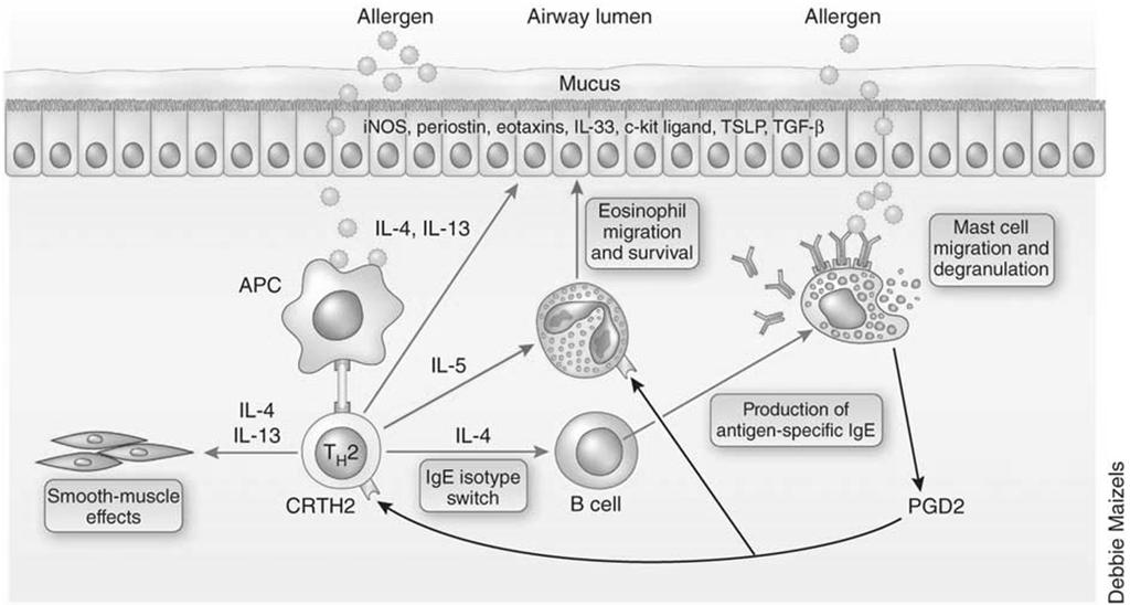 TH 2 mediated processes in airways Wenzel SE. Nature Medicine 2012; 18(5): 716-725.