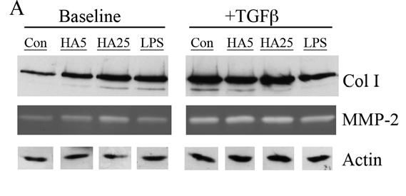 As in our experiments using NLF, the addition of HA oligomers had a profound effect on collagen expression by MRC-5 cells.