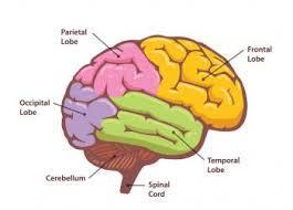 Dementia disorders - differences Basal parts of the brain (Basic
