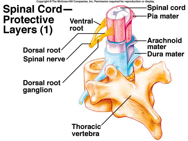 10 The Spinal Cord