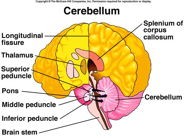13 The Hindbrain and Midbrain 25 A. Hindbrain: Medulla Oblongota part of the Brain stem Parts of the medulla oblongota control: coughing, sneezing, hiccuping, sweating, vomiting etc.