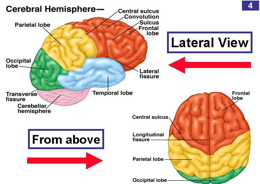 b a d Note: Much of the hollow space throughout the entire CNS is filled