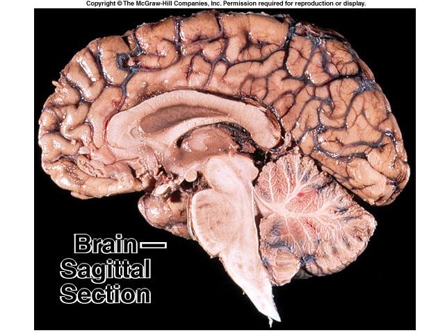 Cerebellum lies inferior and posterior to the cerebrum; more delicate