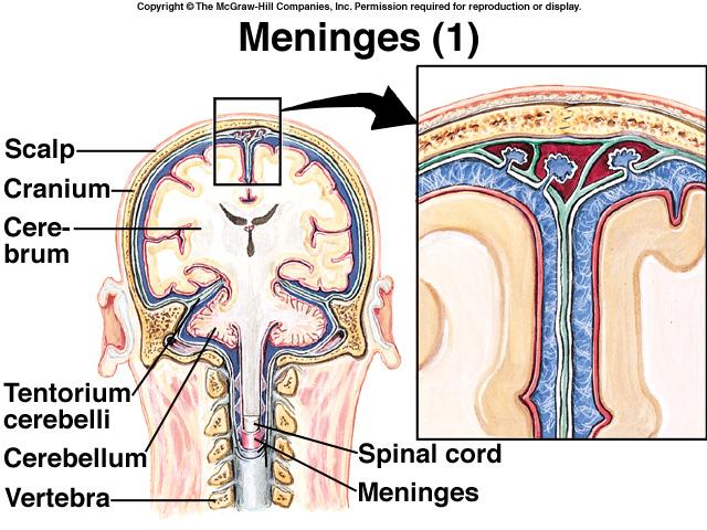 4 Meninges, CSF, Ventricles and Blood Supply 7 4. Dura and arachnoid are separated by a very small subdural space. Arachnoid and pia mater are separated by the subarachnoid space.