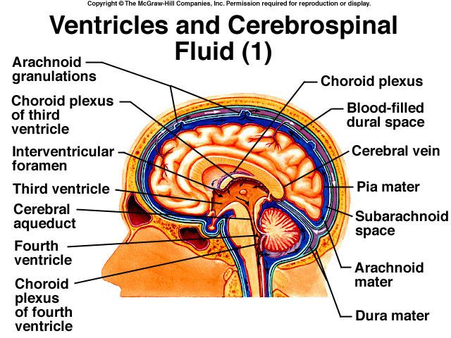 5 Meninges, CSF, Ventricles and Blood Supply 9 More on Ventricles. Meninges, CSF, Ventricles and Blood Supply C.