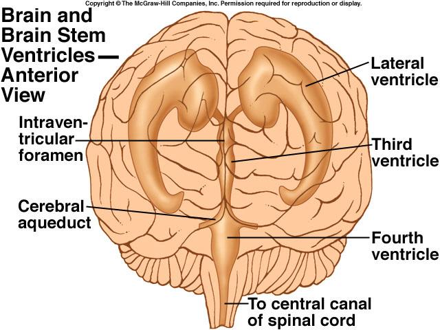 Each cerebral hemisphere houses a large lateral ventricle (total = 2) that communicates with a third ventricle