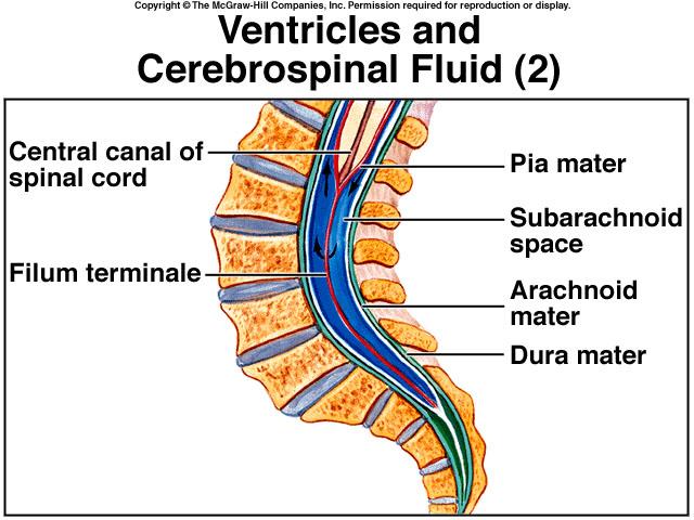 Cerebrospinal fluid (CSF) originates in the choroid plexuses of each ventricle, circulates throughout the ventricles, and makes its way into
