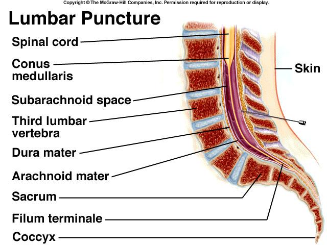 8 The Spinal Cord A. Spinal Cord: Functions Locomotion, conduction and reflex activity control 15 B. Spinal Cord: Gross Anatomy. 1. The spinal cord begins at the foramen magnum and ends at the first lumbar vertebra.