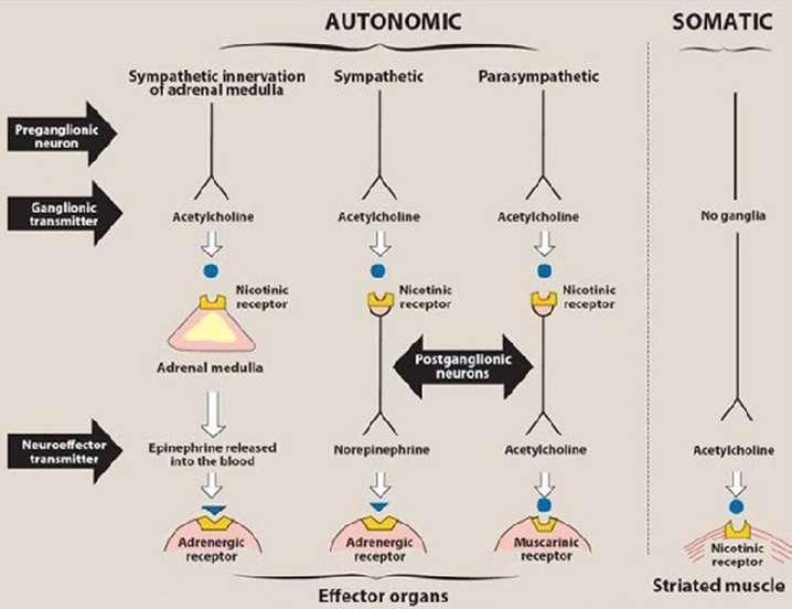 Summary of the neurotransmitters released and the types of