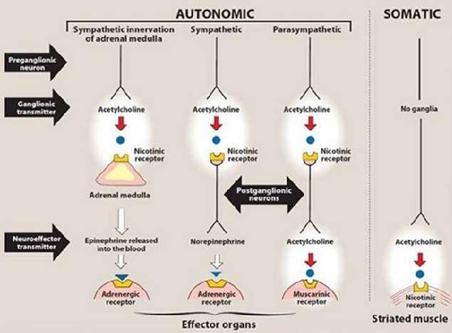 Sites of actions of cholinergic agonists