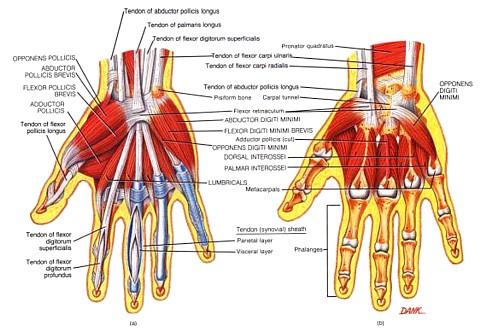As it traverses the wrist area, the nerve passes through the carpal tunnel, which is composed of the carpal bones and the transverse carpal ligament.