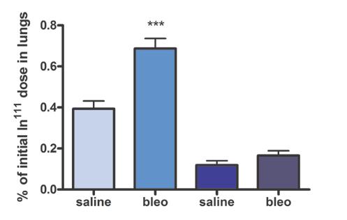 saline bleomycin + anti-αvβ6 αvβ6