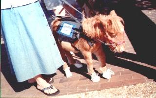 When a Person Uses a Service Animal The ADA defines a service animal as any guide dog, signal dog, or other animal trained to provide assistance to an individual with a