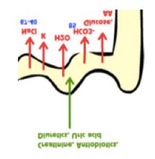 Proximal convoluted tubule Responsible for most of the reabsorption of water and solutes from the filtrate Na +, Cl -, glucose and amino