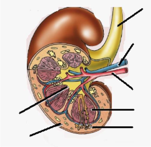 There are 2 kidneys in the human body Each kidney has three layers: The outer layer : cortex The inner layer : medulla Hollow chamber: renal pelvis