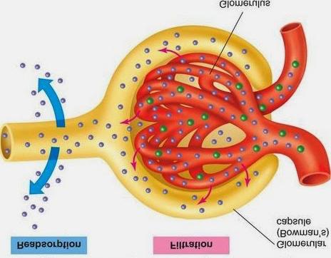 Reabsorption 600mL/min of fluid flows through the kidneys 120mL is filtered into the nephrons (Would produce 120mL of urine every minute) > In order to maintain homeostasis, you would have to consume