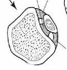 (PITFL) Transverse tibiofibular (ITL) Posterior