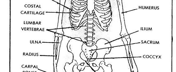 1-1. THE SKELETAL SYSTEM LESSON 1 FRACTURES AND RELATED INJURIES Section I. ANATOMY The human skeletal system (see figure 1-1) consists of about 206 bones.