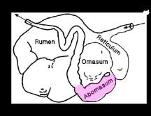 (Gastro-Intestinal Tract) and the agents of digestion are of utmost importance to determine digestive function Ruminants and