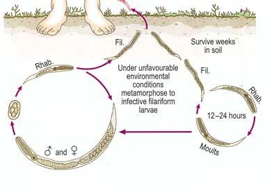 te parasites In some species only some life cycle stage