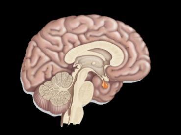 hypothalamic-releasing and