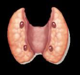 16.3 Thyroid and Parathyroid Glands Regulation of blood calcium