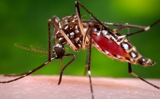 Effective Chemical: Bifenthrin Biocide efficacy: Mosquitoes,