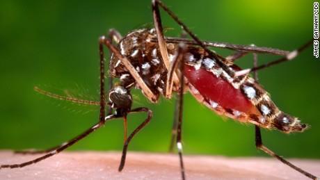 Transmission Zika virus is transmitted to humans primarily via the bite of an infected Aedes mosquito Other modes of transmission can also occur Has been detected in blood, urine, semen, saliva,