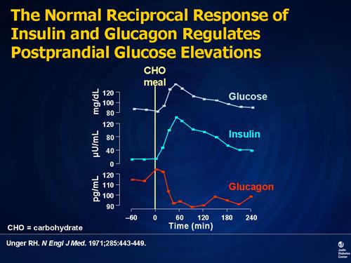Response of Blood Glucose, Insulin, Glucagon to a Meal The blood glucose starts to rise in 15-30
